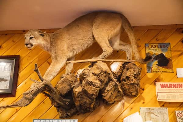 Mountain Lion