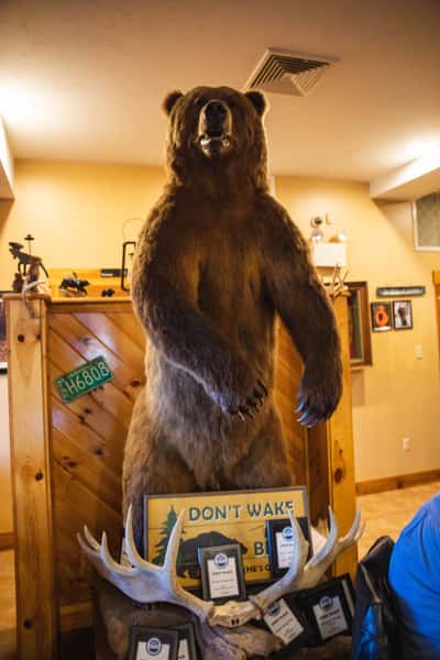 Bear inside Michael's Bridge Diner