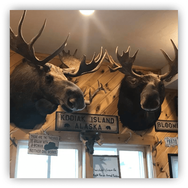 Moose mounted on wall
