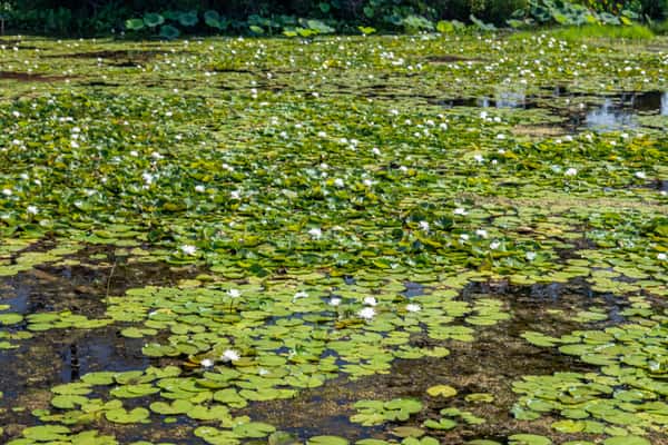 Peaceful freshwater pond covered with vibrant green lily pads and blooming white water lilies, surrounded by natural vegetation.