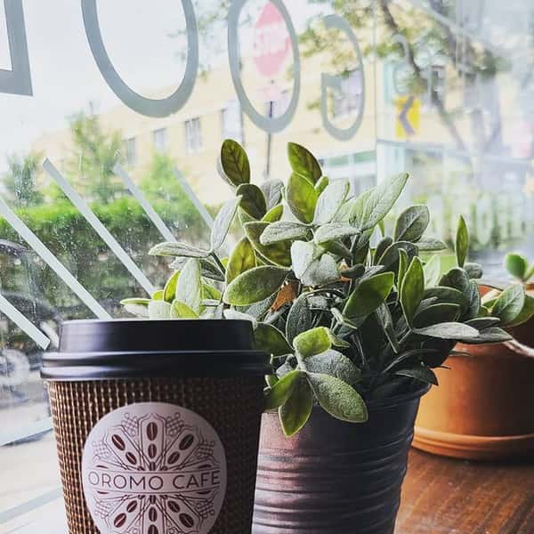 Coffee and a plant