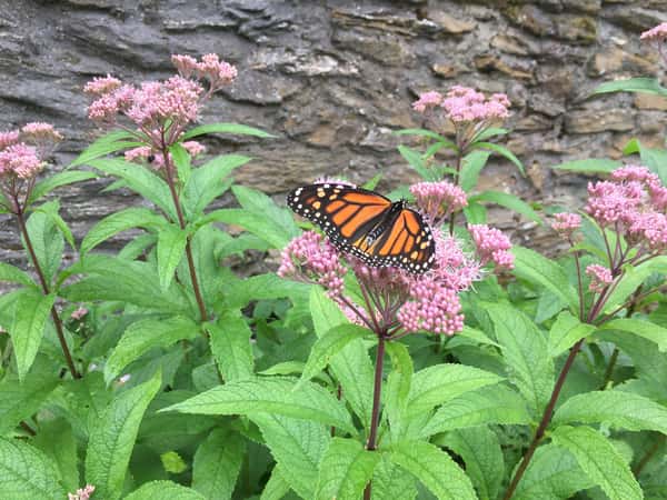 Monarch