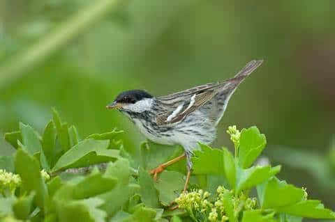 Birds of Mount Greylock
