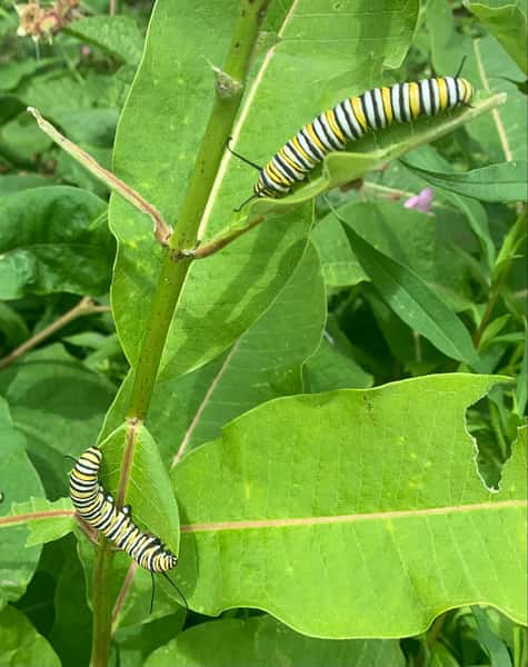 MONARCH CATERPILLARS