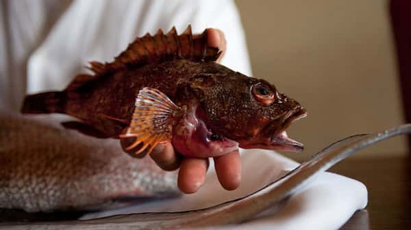 whole fish