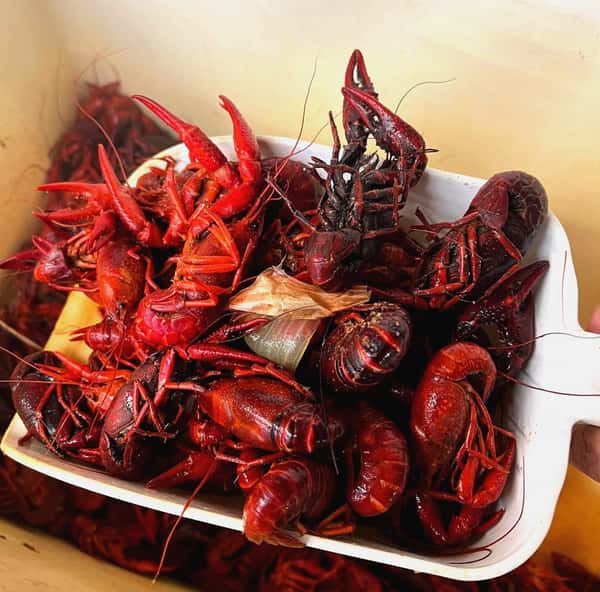 crawfish