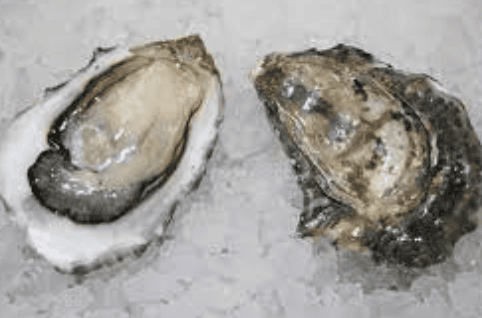 FANNY BAY OYSTERS