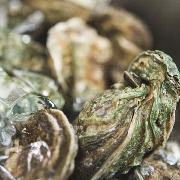 oysters