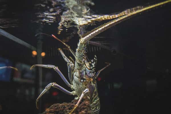 lobster