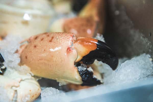 lobster claw