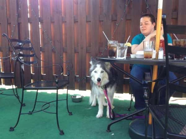 Husky standing under a table