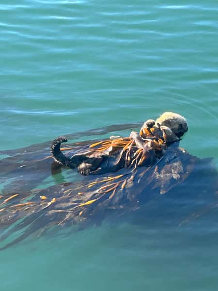 Otter in the water