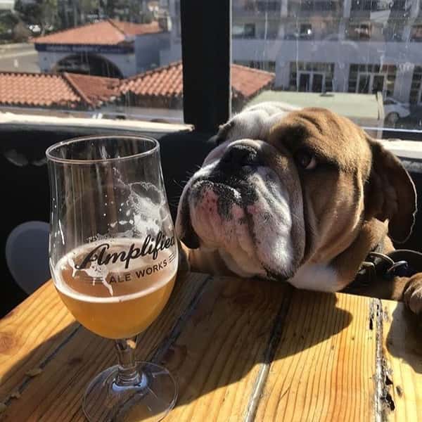 dog looking at beer
