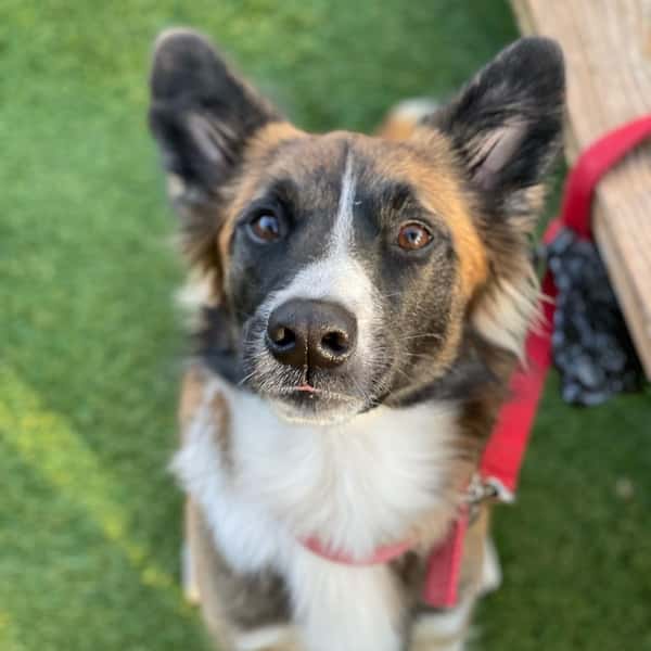 dog