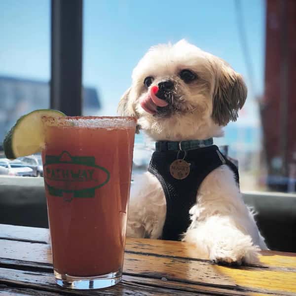 dog with bloody mary