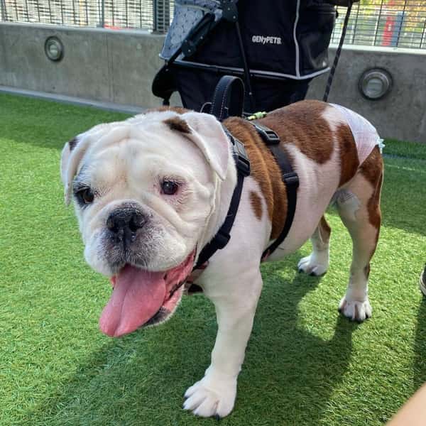 happy old bulldog