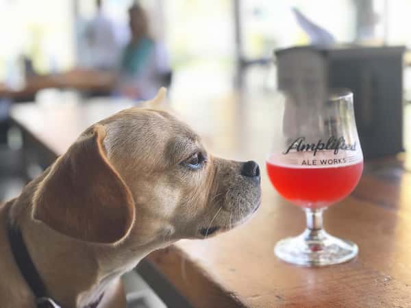 dog looking at drink