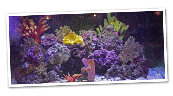 Fish Tank