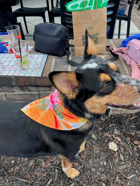 Dog with Bandana