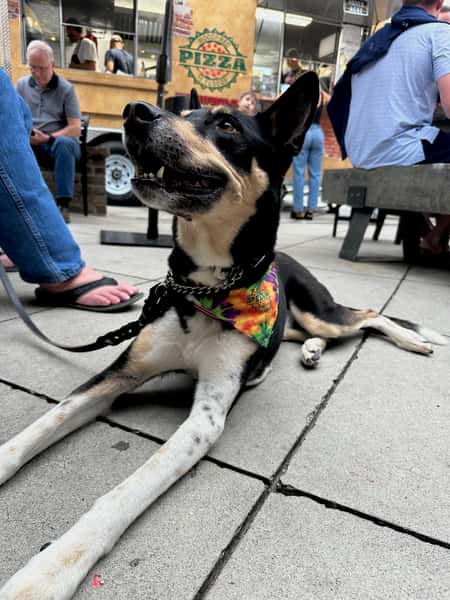 Dog with Bandana
