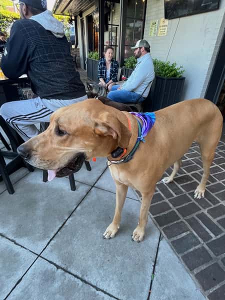 Dog with Bandana
