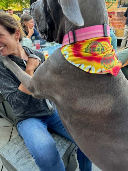 Dog with Bandana
