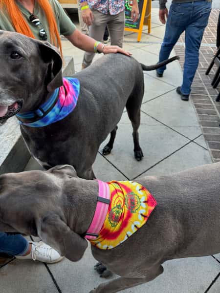 Dog with Bandana