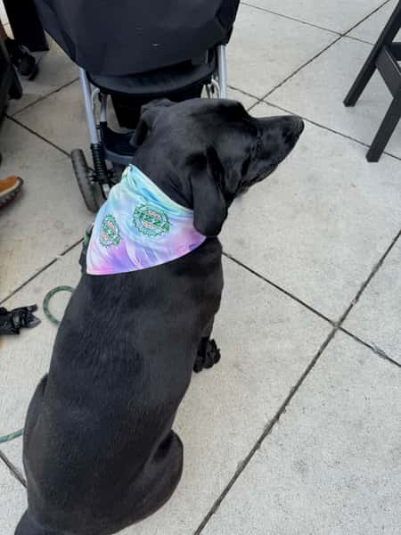Dog with Bandana