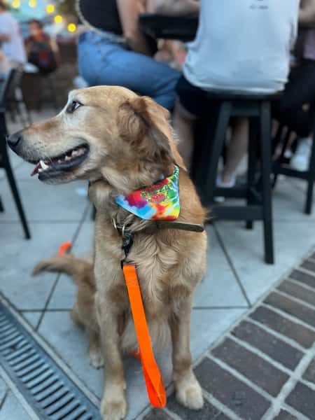 Dog with Bandana