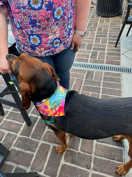 Dog with Bandana