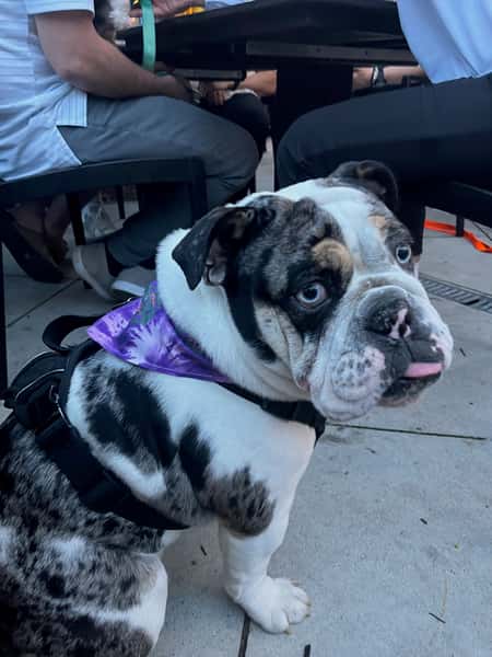 Dog with Bandana