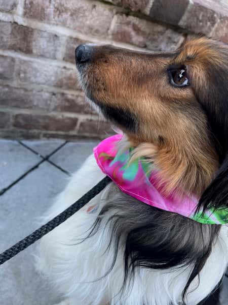 Dog with Bandana