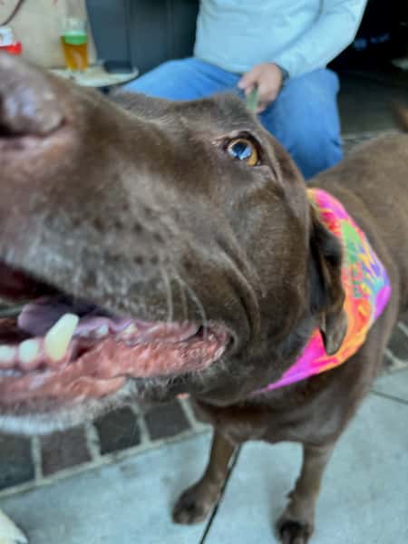Dog with Bandana