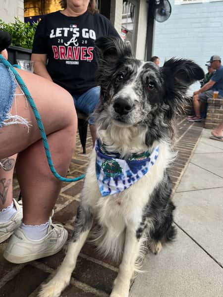 Dog with Bandana