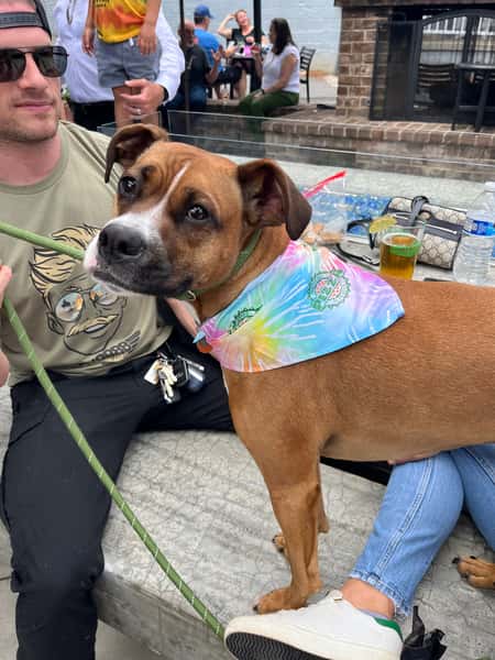 Dog with Bandana