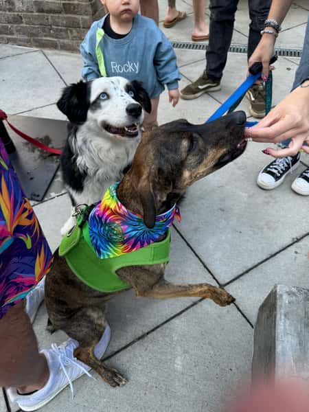 Dog with Bandana