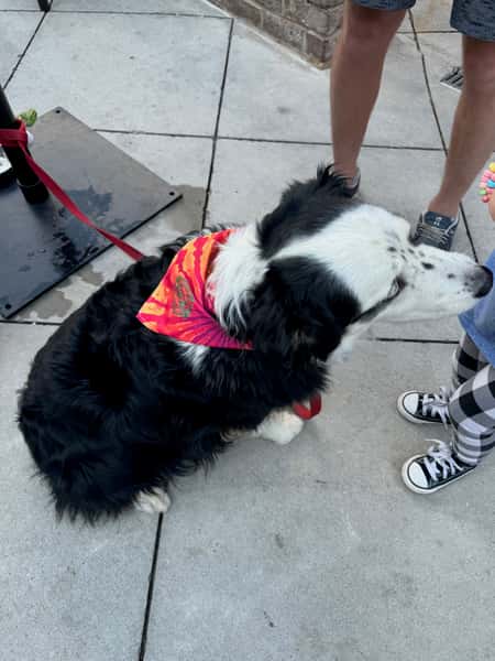 Dog with Bandana