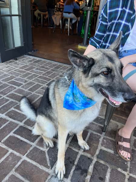 Dog with Bandana