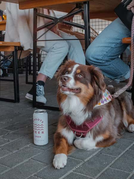 Your pup is part of the crew too.
Both spots, dog friendly inside AND out. Bring 'em in, pull up a seat, grind on some poke.