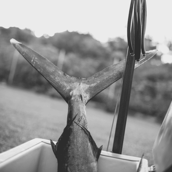 fish tail