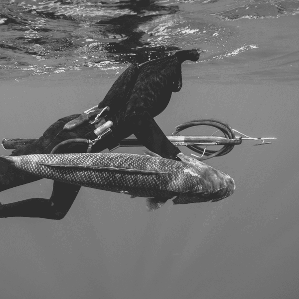 fish and spear