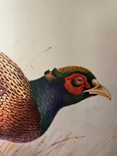 Pheasant mural wallpaper in a hallway to the restrooms