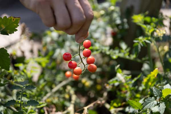 Hand harvesting a cluster of ripe red cherry tomatoes in a garden.