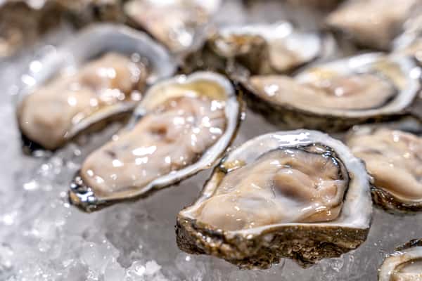 oyster close up