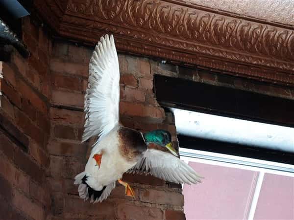 A mallard on a brick wall, interior shot