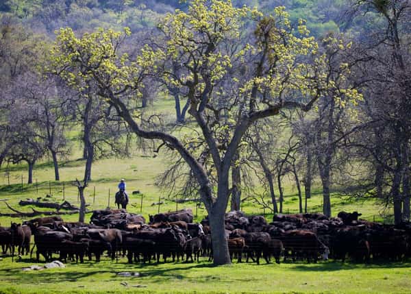 Harris Ranch cattle grazing