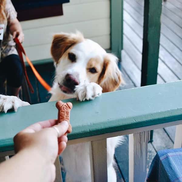 dog and treat