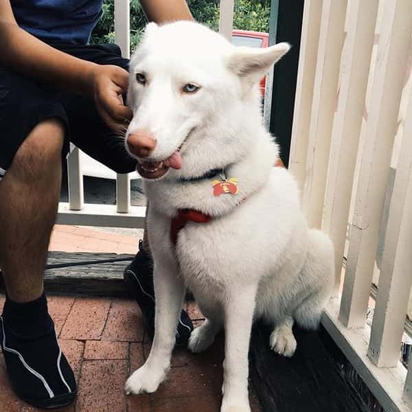 white dog sitting