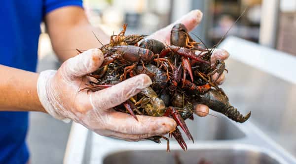 Hands in clear gloves holding live red and brown crawfish over a metal sink.