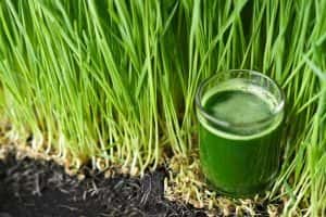 Wheatgrass Shot